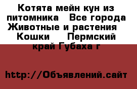 Котята мейн-кун из питомника - Все города Животные и растения » Кошки   . Пермский край,Губаха г.